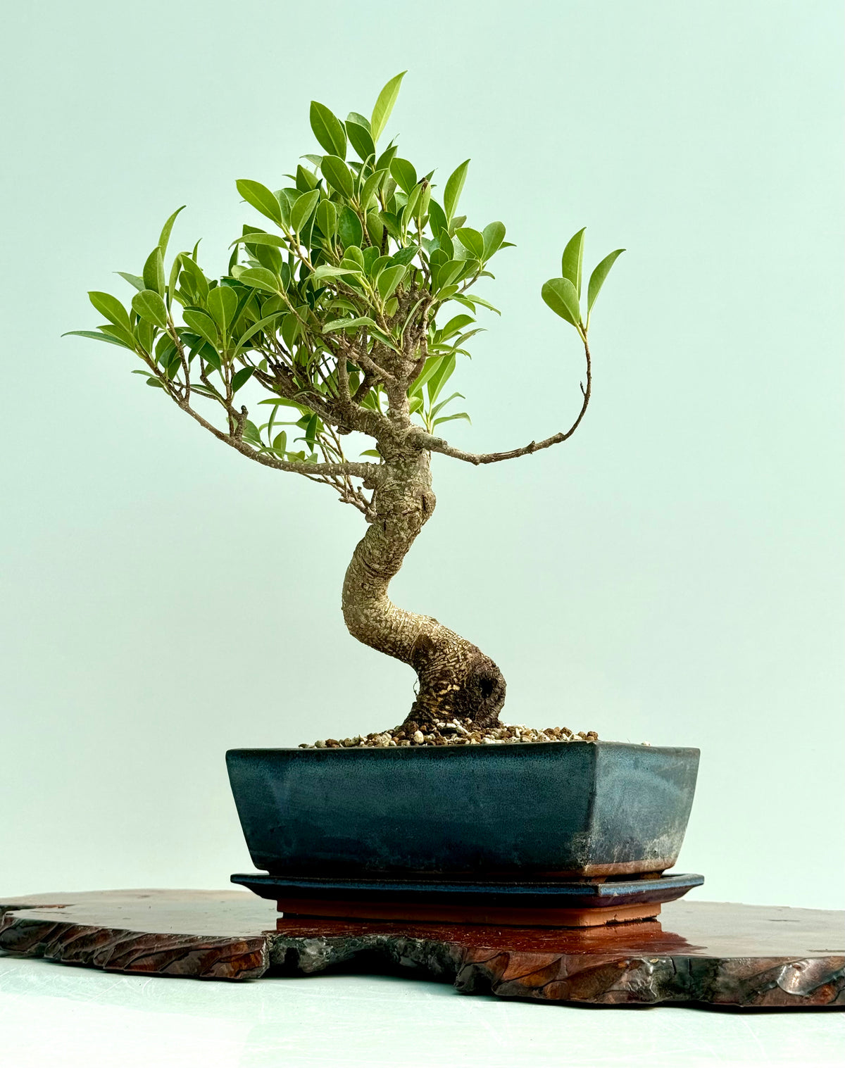 Ficus Retusa Indoor Bonsai Tree