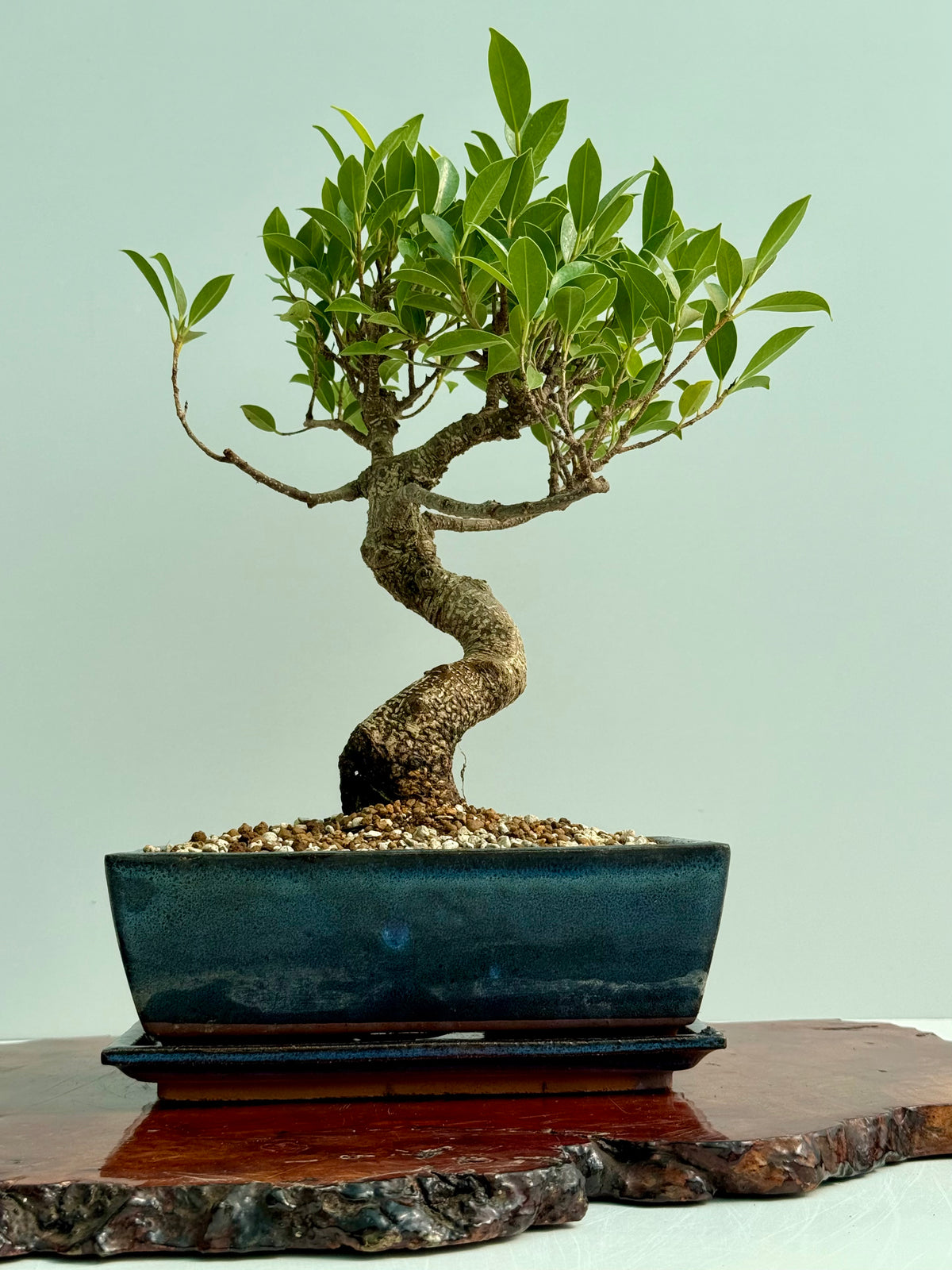 Ficus Retusa Indoor Bonsai Tree