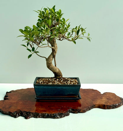 Ficus Retusa Indoor Bonsai Tree (Copy)