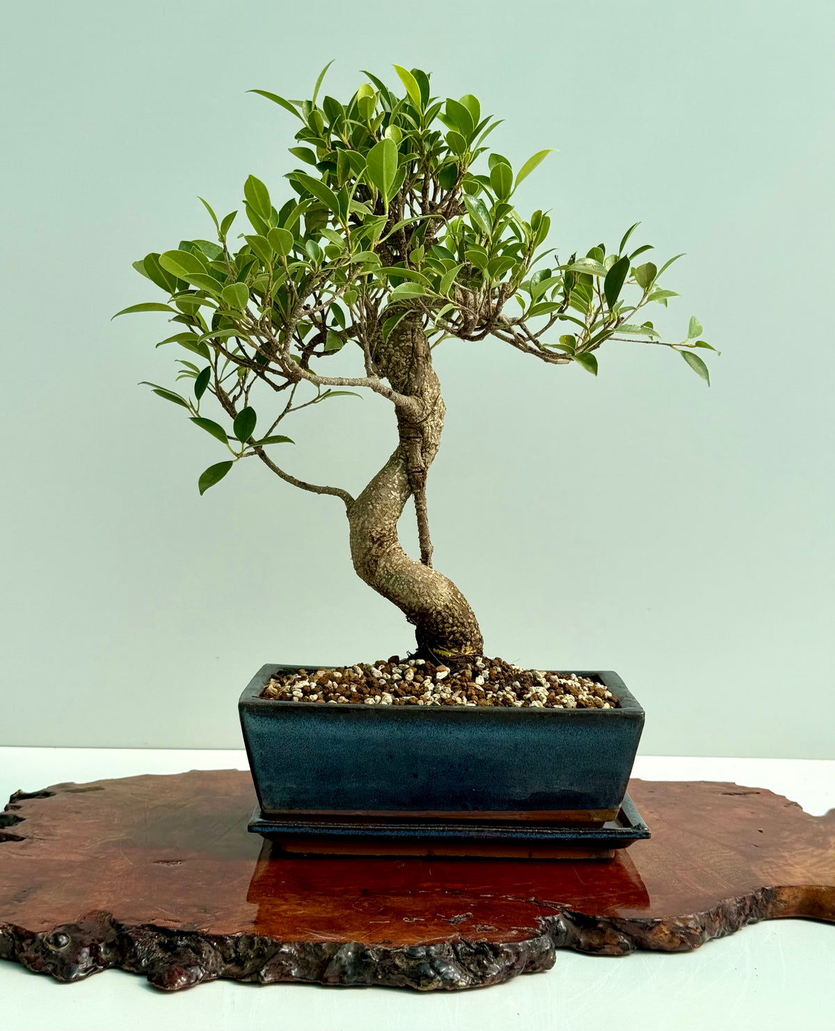Ficus Retusa Indoor Bonsai Tree (Copy)