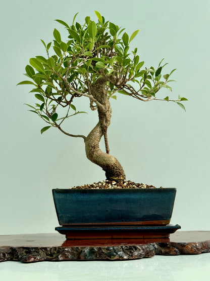 Ficus Retusa Indoor Bonsai Tree (Copy)