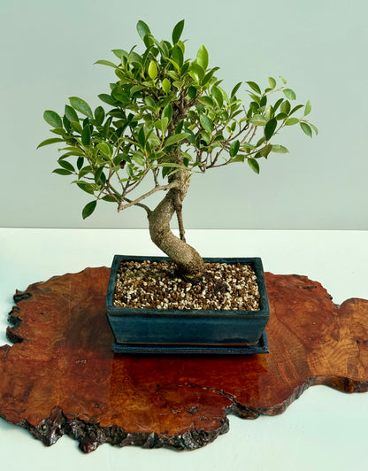 Ficus Retusa Indoor Bonsai Tree (Copy)