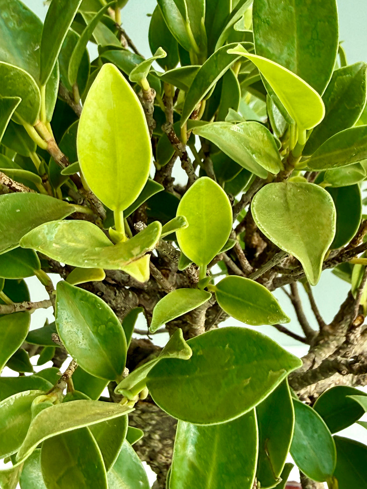 Ficus Retusa Indoor Bonsai Tree (Copy)