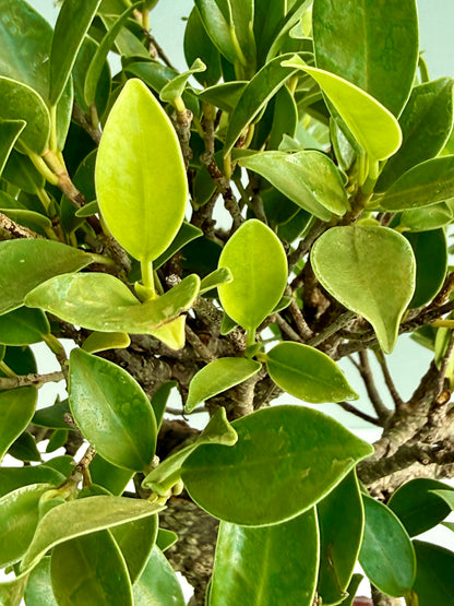 Ficus Retusa Indoor Bonsai Tree (Copy)