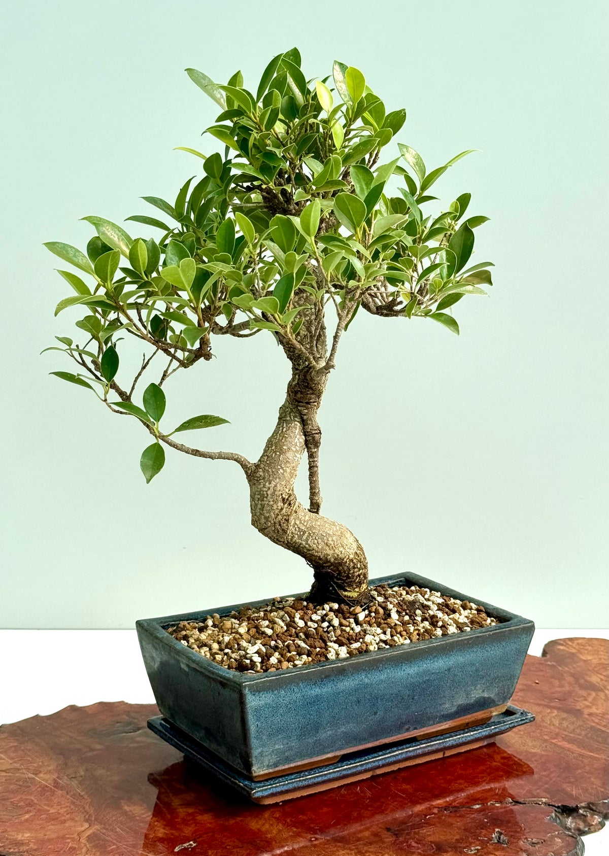 Ficus Retusa Indoor Bonsai Tree (Copy)