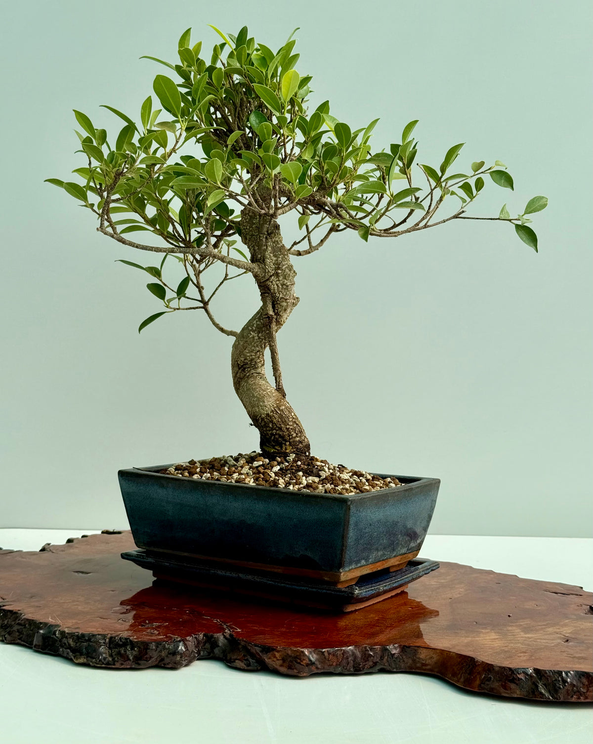 Ficus Retusa Indoor Bonsai Tree (Copy)
