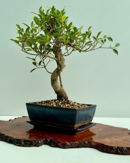 Ficus Retusa Indoor Bonsai Tree (Copy)