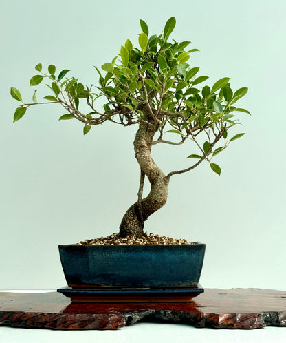 Ficus Retusa Indoor Bonsai Tree (Copy)