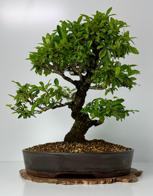 Pyracanthra