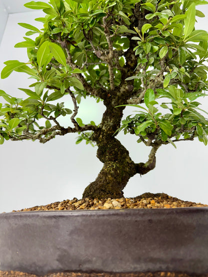 Pyracanthra