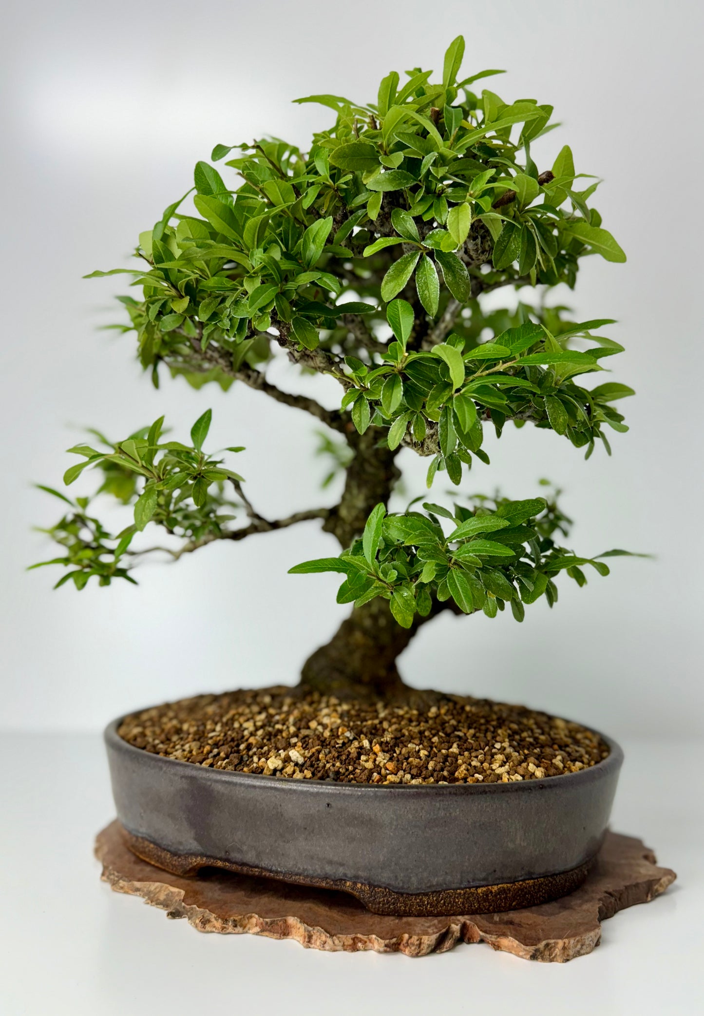 Pyracanthra