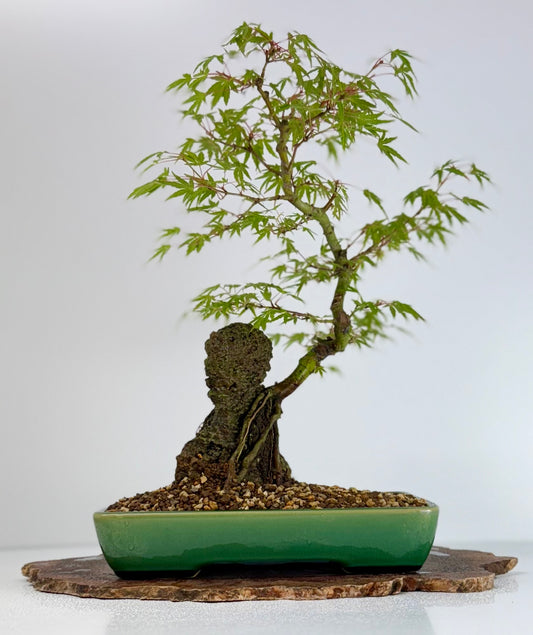 Korihime Maple On Rock