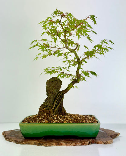Korihime Maple On Rock