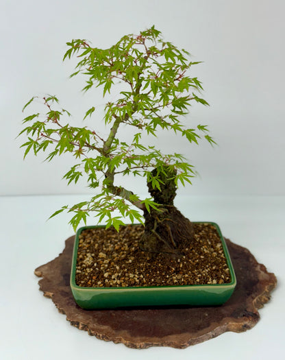 Korihime Maple On Rock