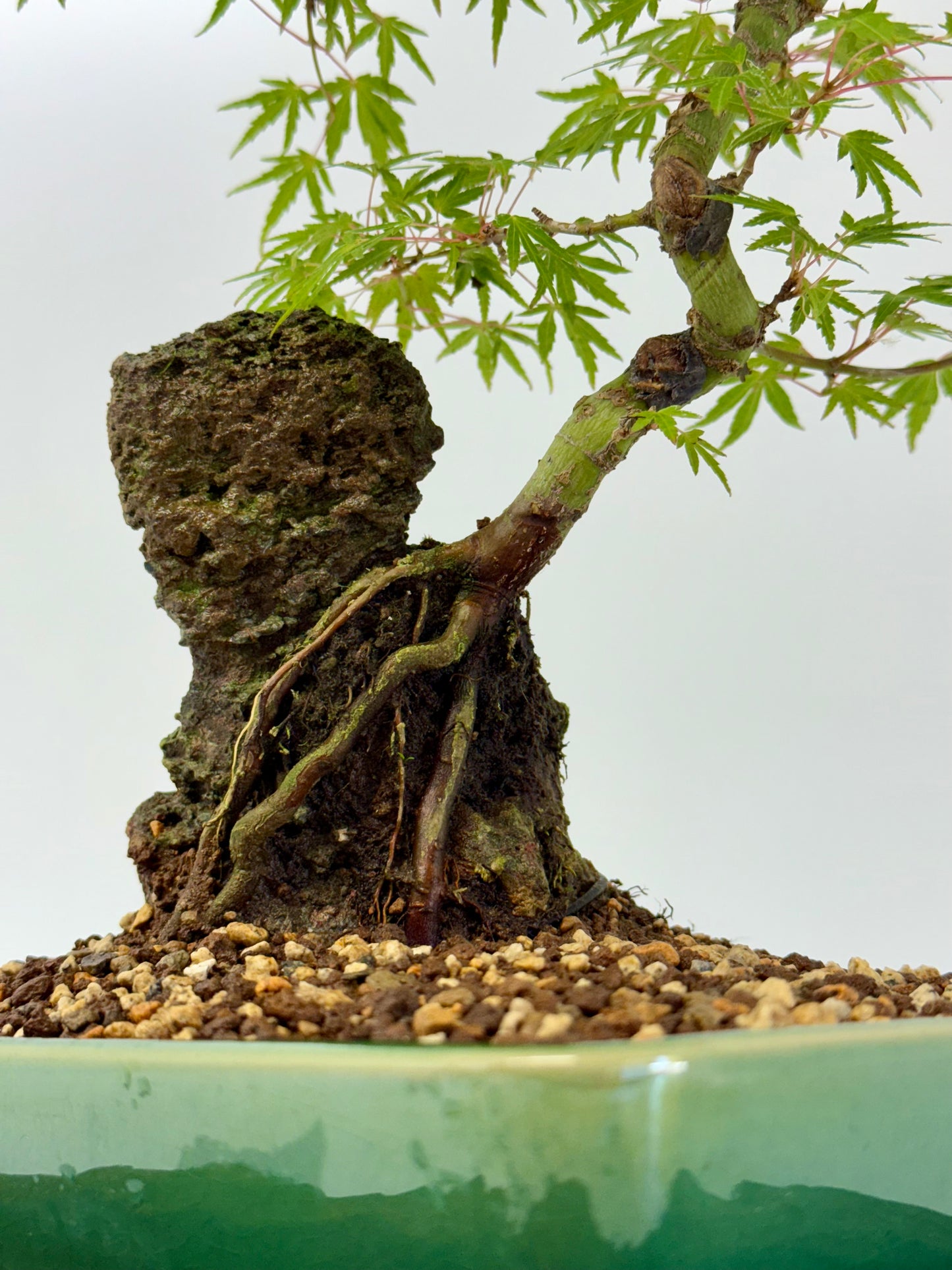 Korihime Maple On Rock