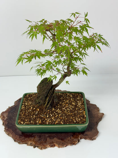 Korihime Maple On Rock