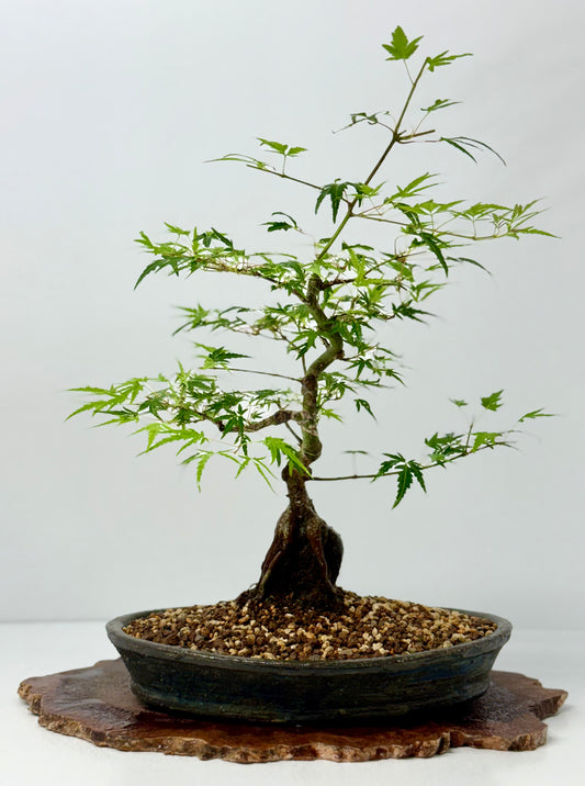 Korihime Maple On Rock