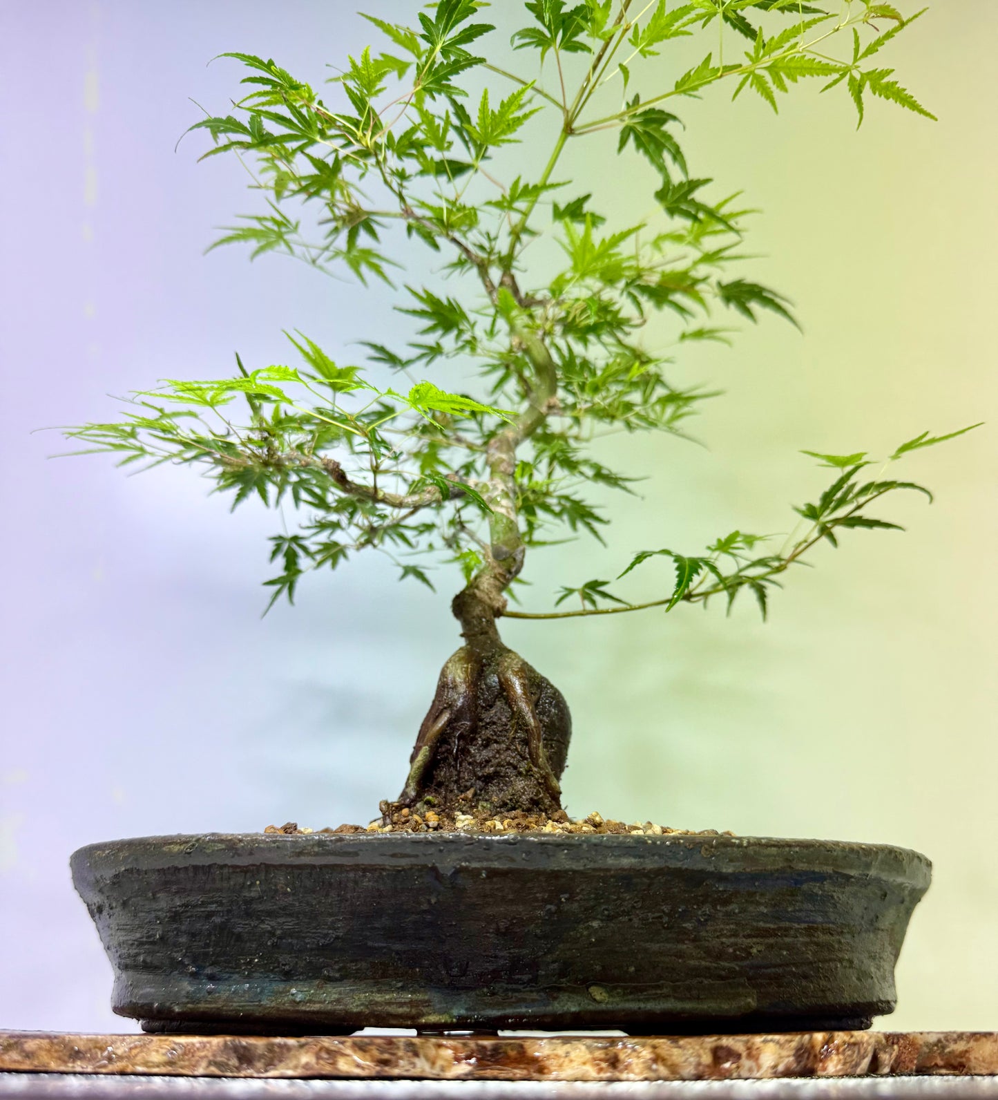 Korihime Maple On Rock