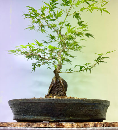 Korihime Maple On Rock
