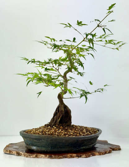 Korihime Maple On Rock