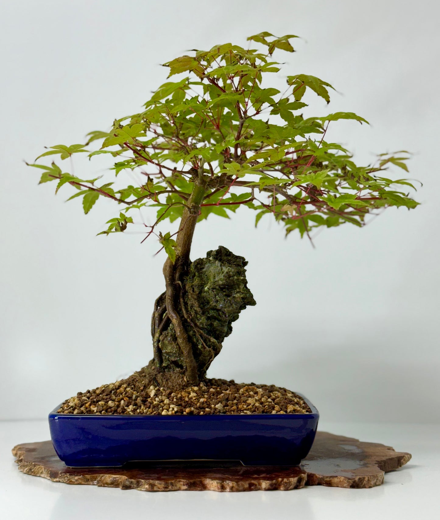 Deshojo Maple on Rock