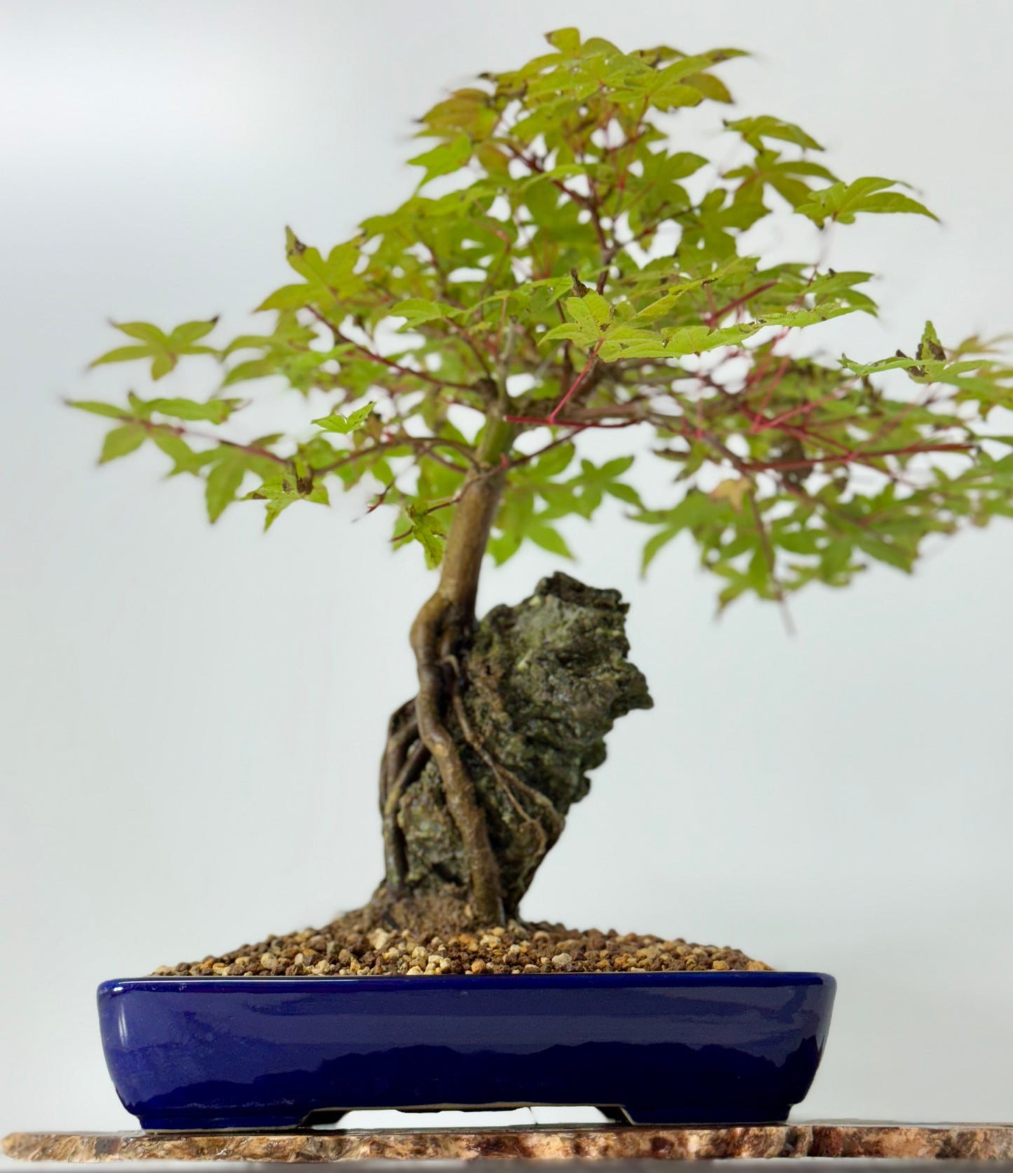 Deshojo Maple on Rock