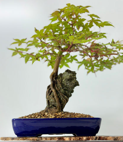 Deshojo Maple on Rock