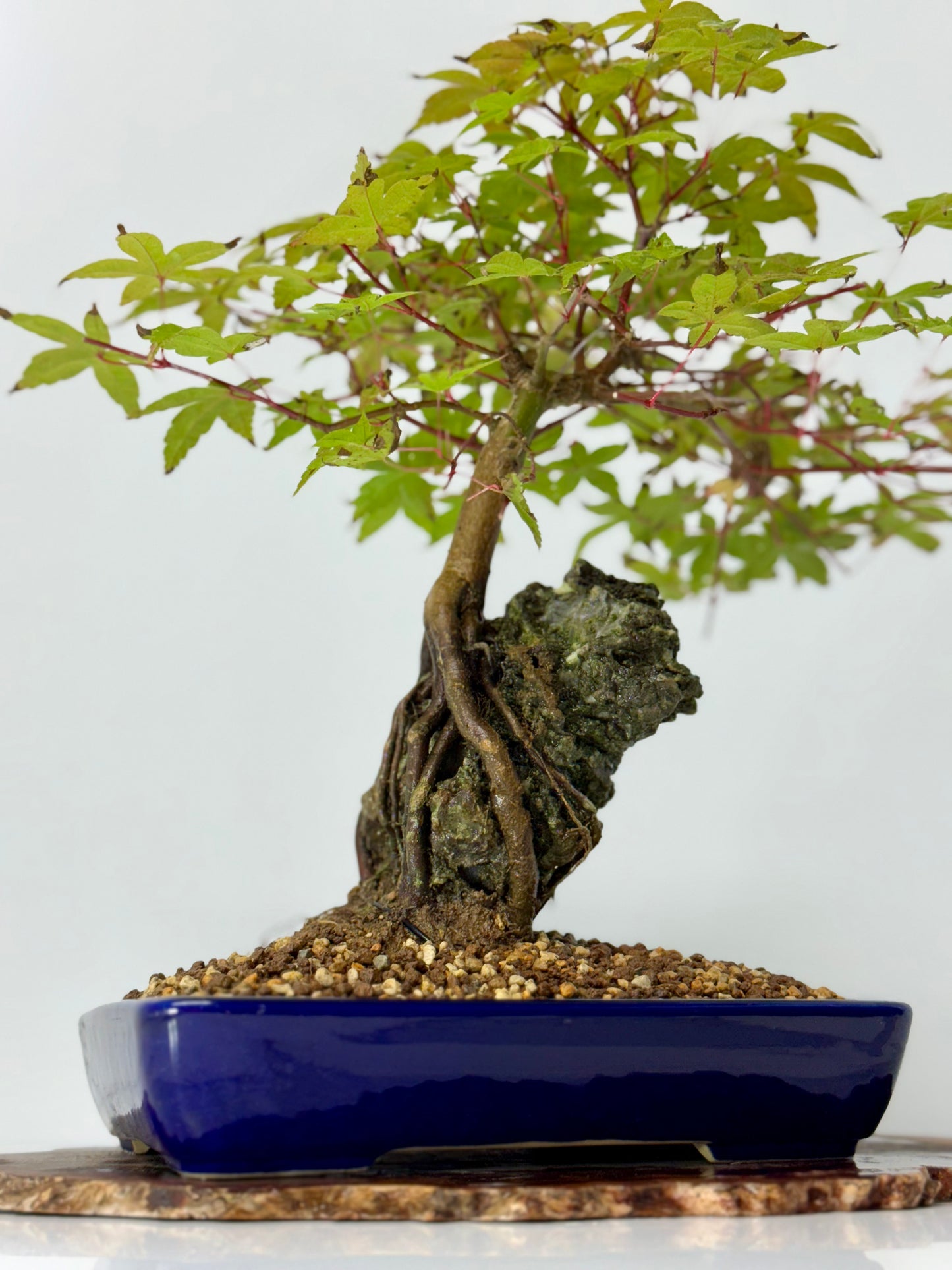 Deshojo Maple on Rock