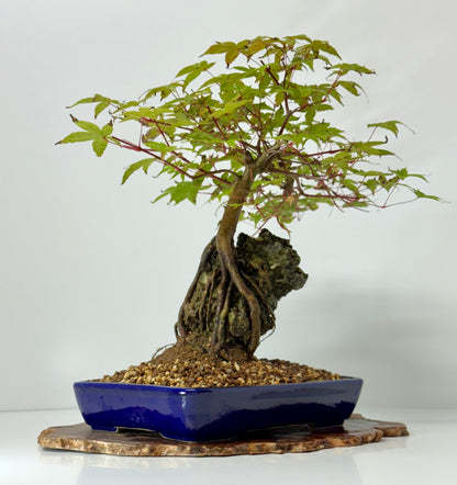 Deshojo Maple on Rock