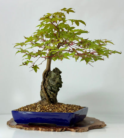 Deshojo Maple on Rock