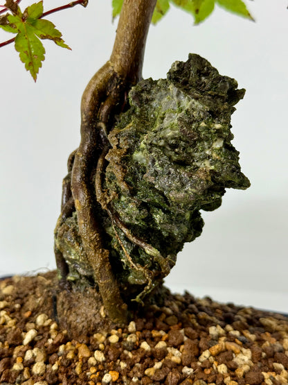 Deshojo Maple on Rock