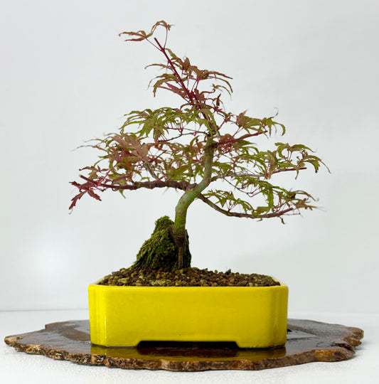 Kyno Ito Maple on rock