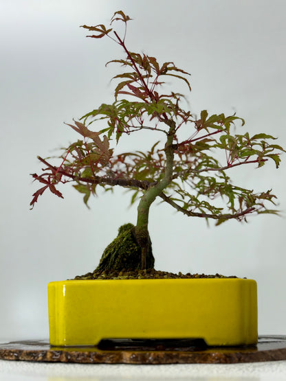 Kyno Ito Maple on rock