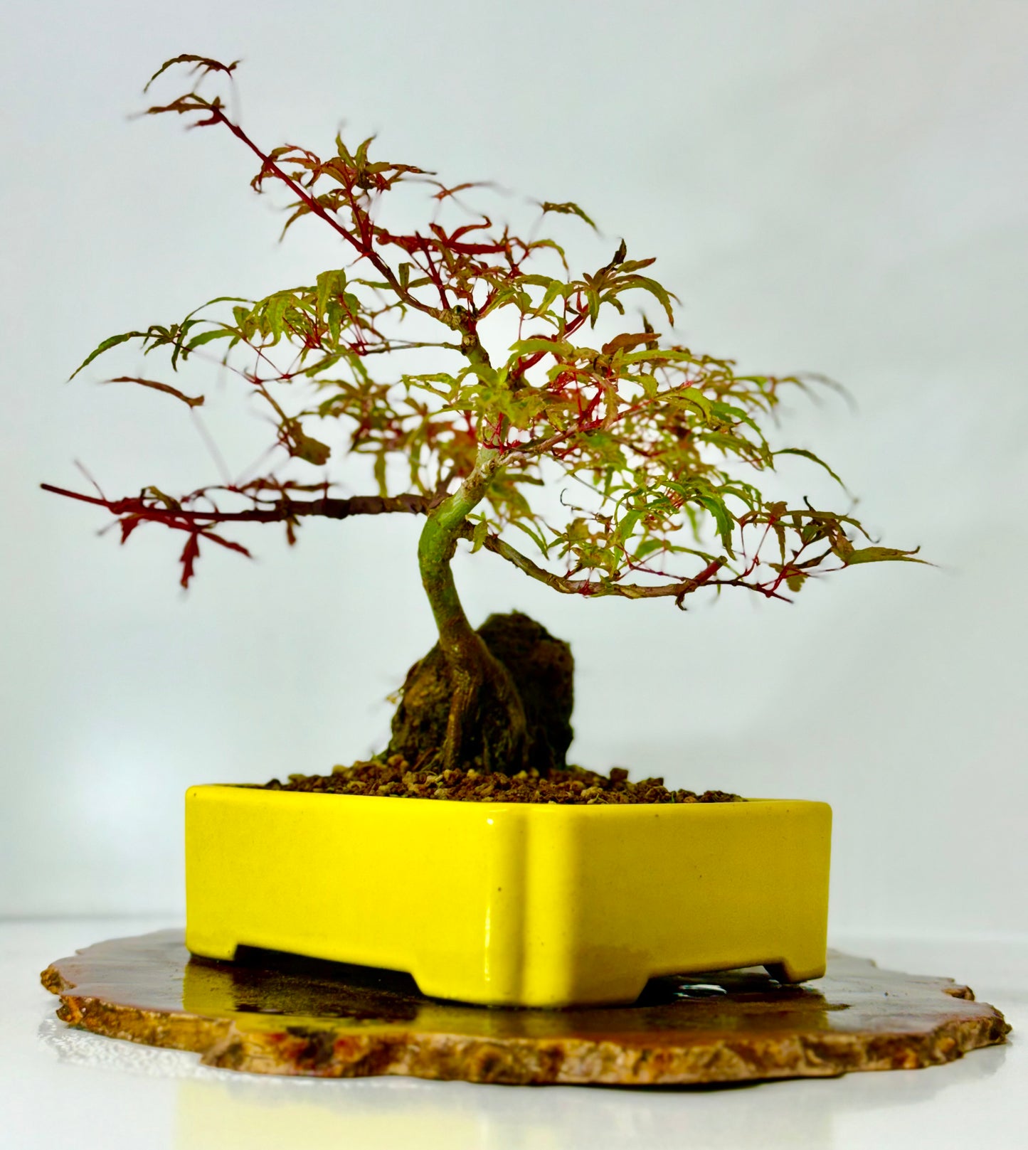 Kyno Ito Maple on rock