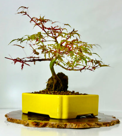 Kyno Ito Maple on rock
