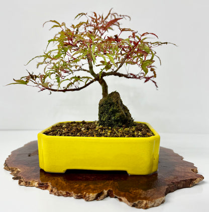 Kyno Ito Maple on rock
