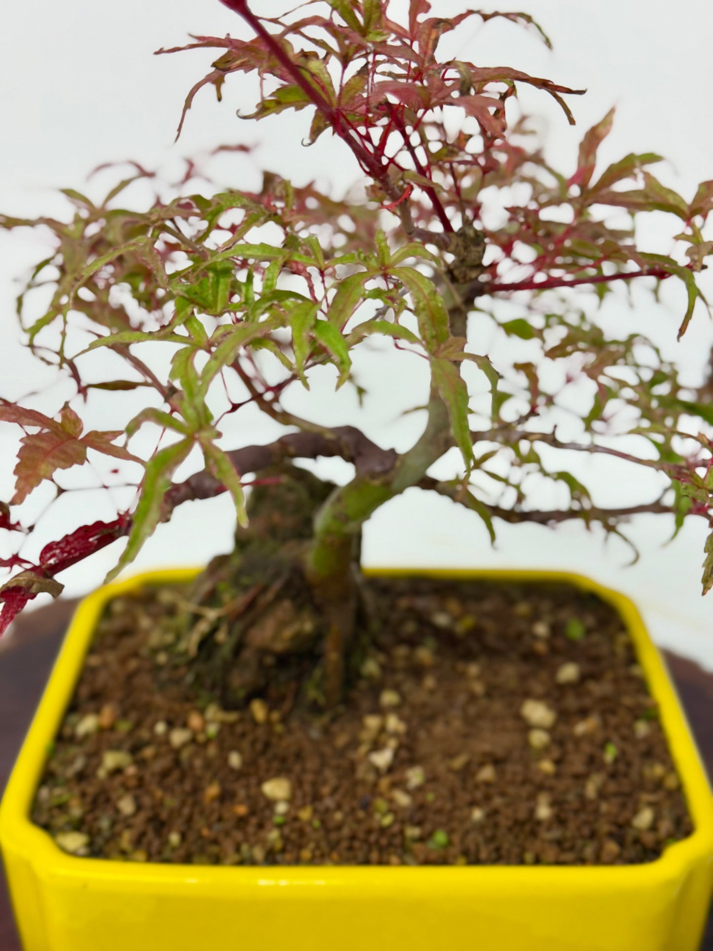 Kyno Ito Maple on rock