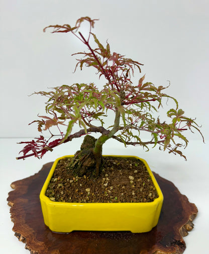 Kyno Ito Maple on rock