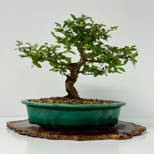 Cork bark Chinese Elm