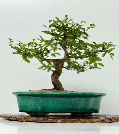 Cork bark Chinese Elm