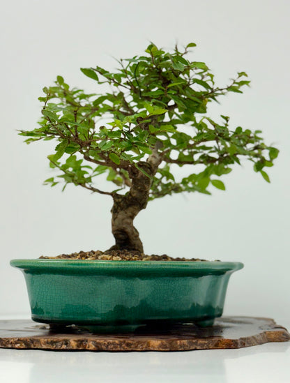Cork bark Chinese Elm