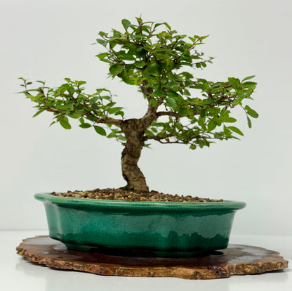 Cork bark Chinese Elm