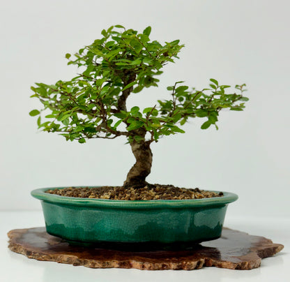 Cork bark Chinese Elm