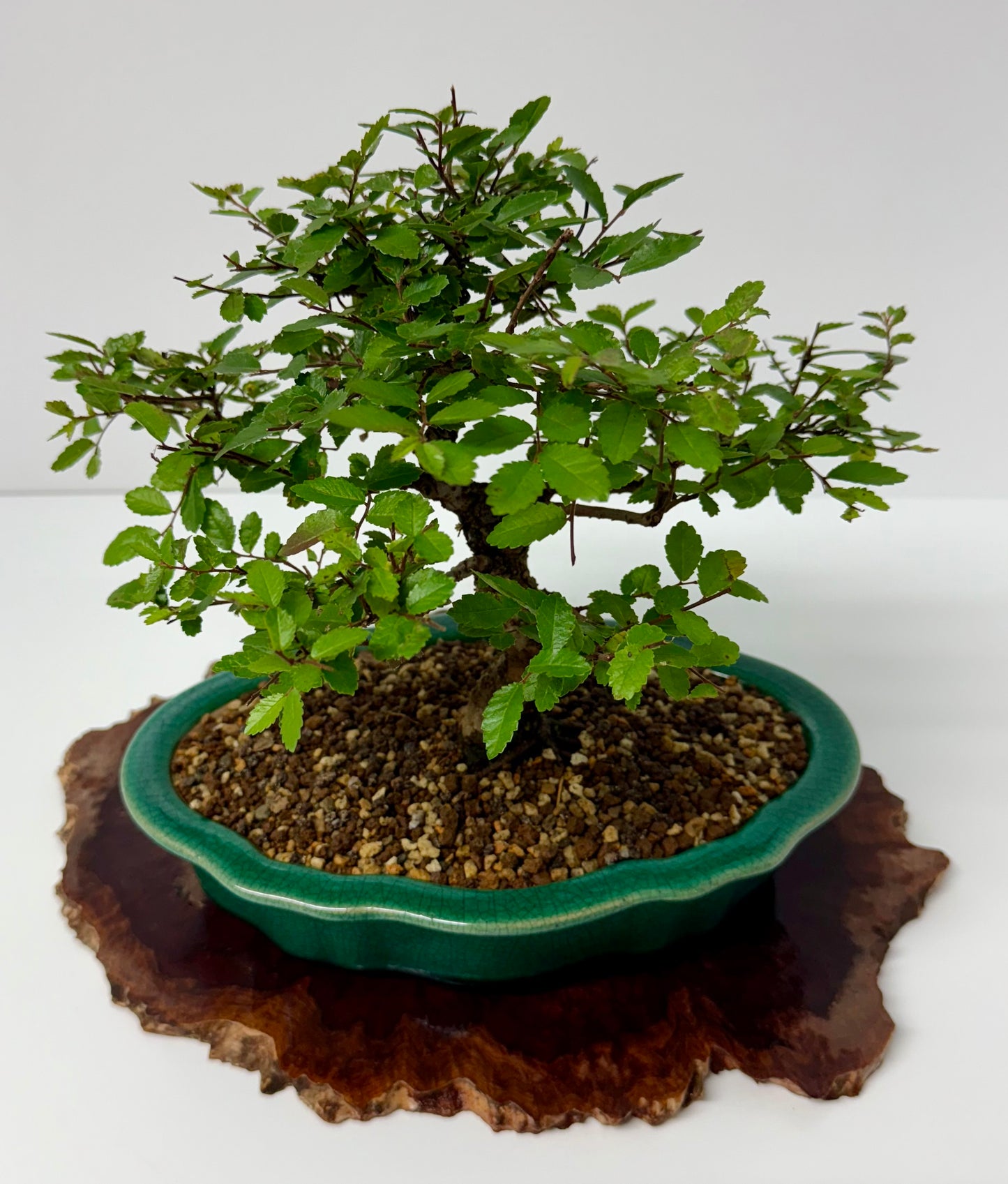 Cork bark Chinese Elm