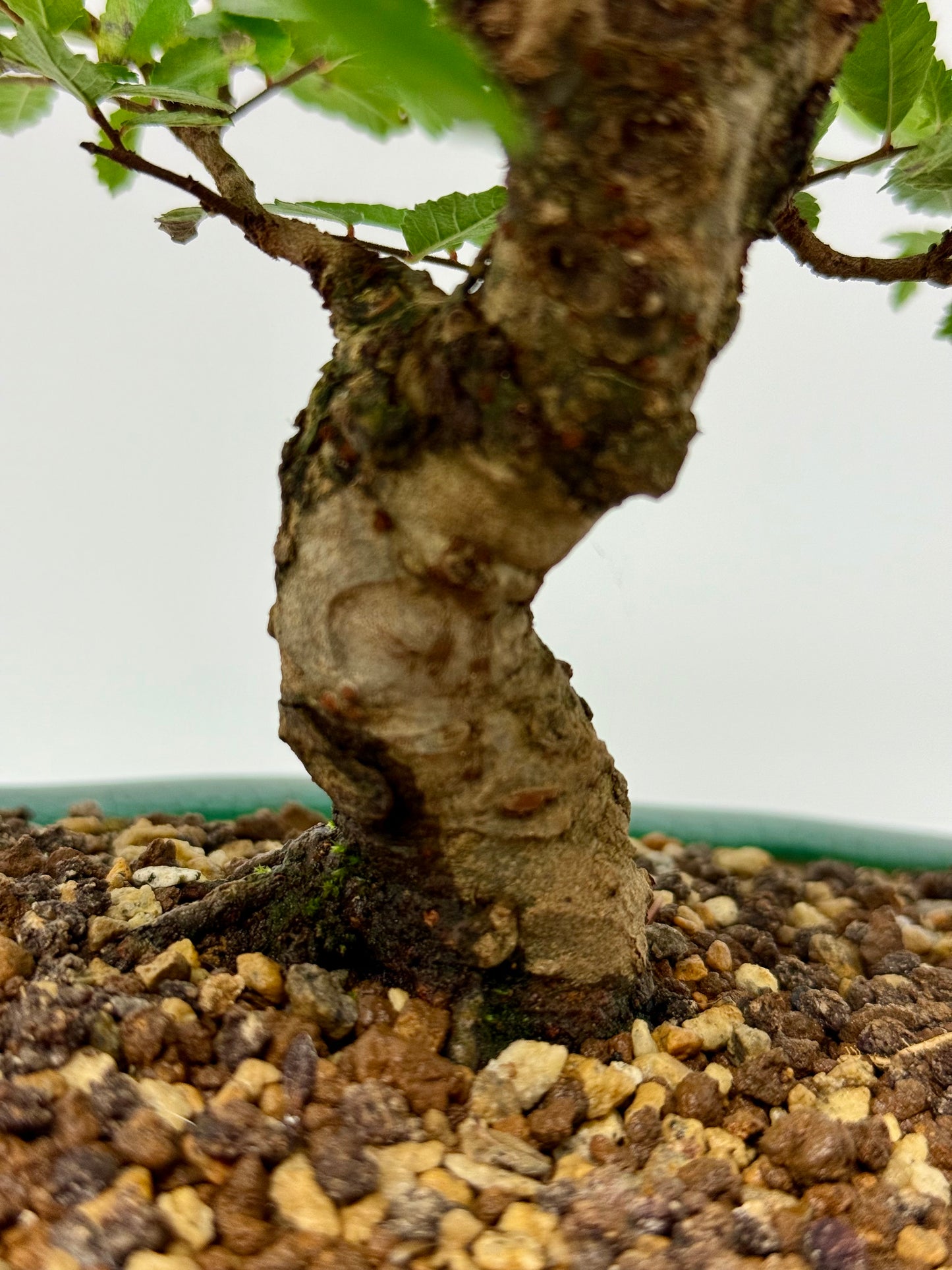 Cork bark Chinese Elm