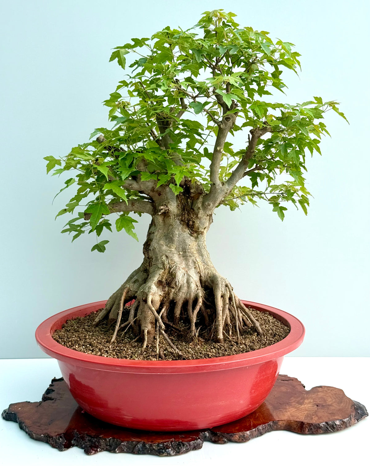 Mature Trident Maple Bonsai | Large Development Tree – 75cm