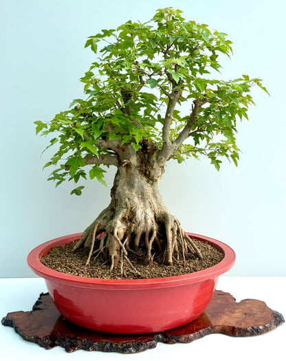 Mature Trident Maple Bonsai | Large Development Tree – 75cm