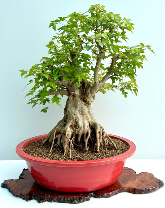 Mature Trident Maple Bonsai | Large Development Tree – 75cm