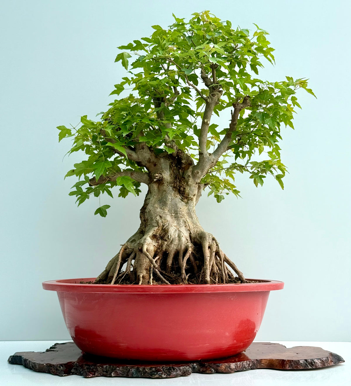 Mature Trident Maple Bonsai | Large Development Tree – 75cm