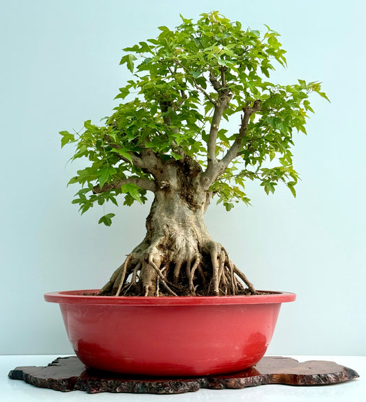 Mature Trident Maple Bonsai | Large Development Tree – 75cm